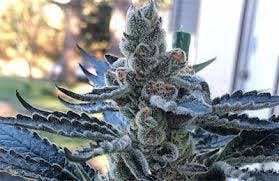 Guerilla Grown | Tropsanto | 28G Smalls