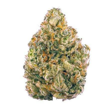 Common Citizen | Alien Cheese | Deli-Style Flower
