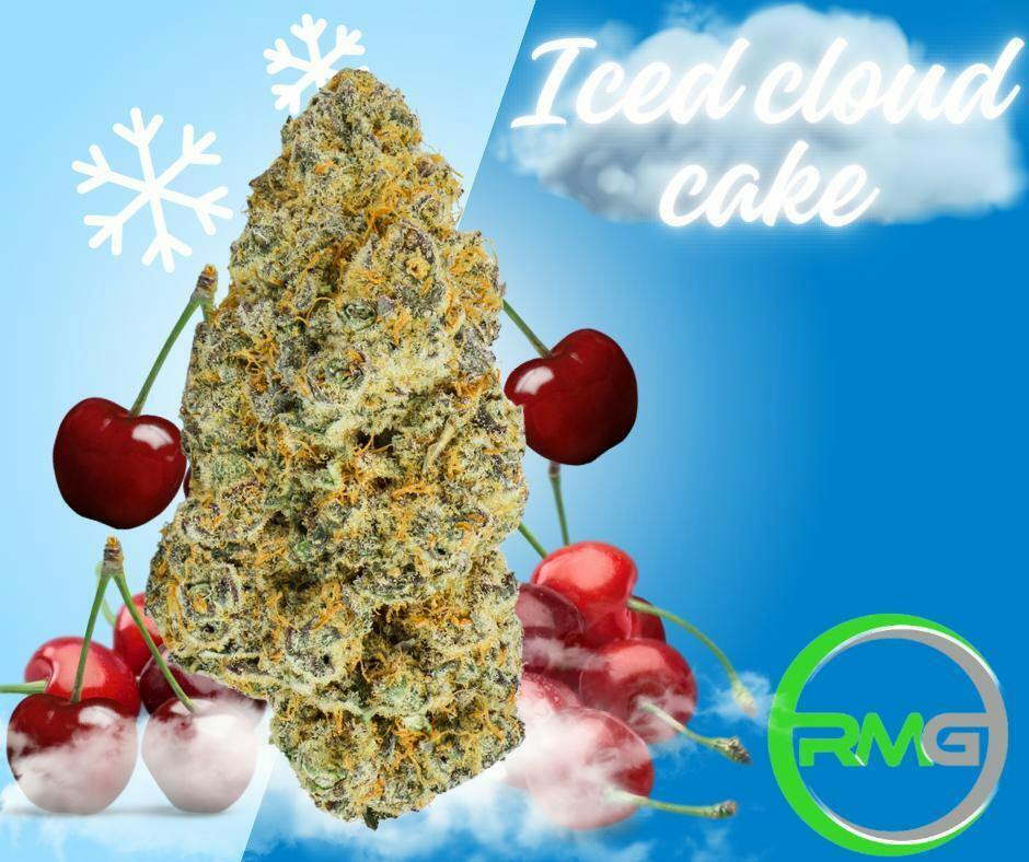 Rare Michigan Genetics | Iced Cloud Cake | Deli-Style Flower