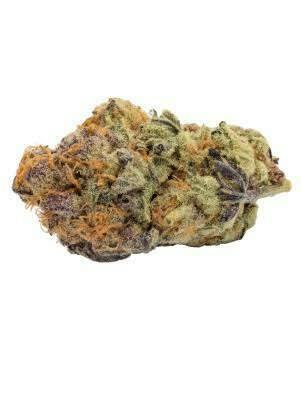 Goldkine | Black Cherry Punch | Deli-Style Flower