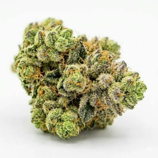 Goldkine | Double Burger | Deli-Style Flower
