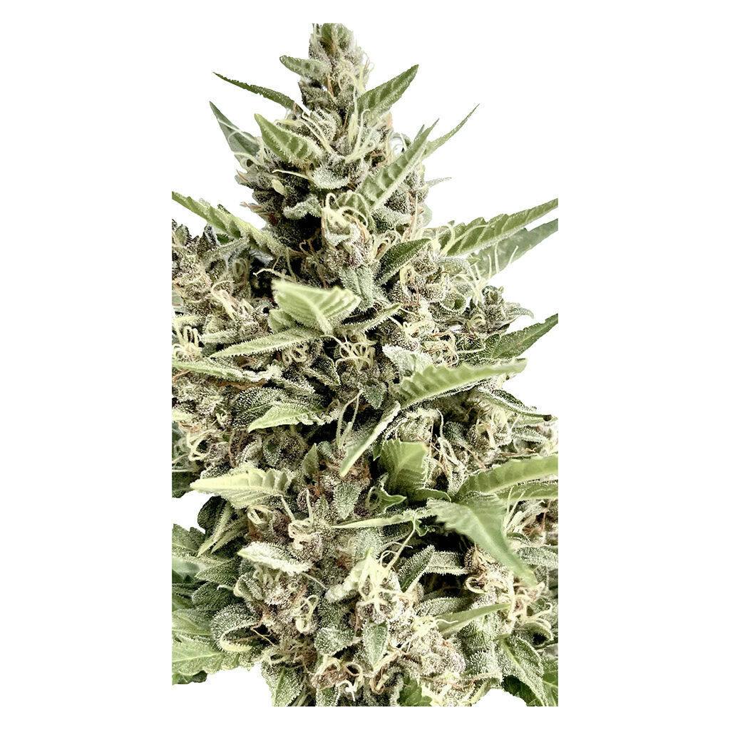 Clone Collector Seed Bank - Modified Kush Mints - Feminized Seeds - Indica - 4 Pack