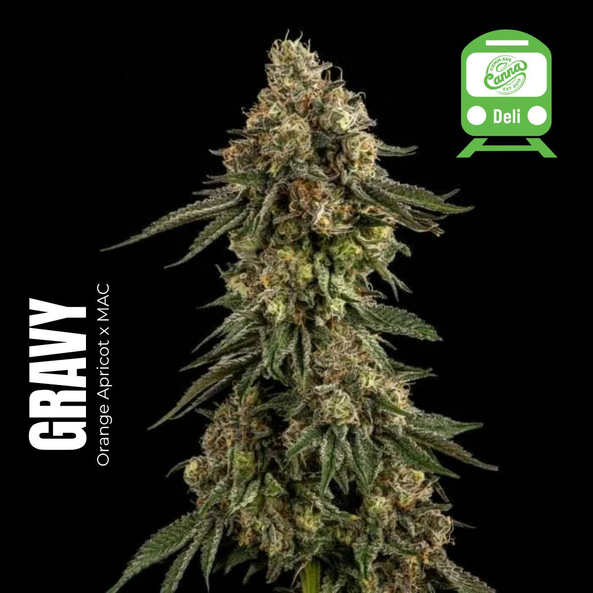 Gravy (Indica) | Deli Flower at Comm Ave Canna: Recreational Cannabis Dispensary, Boston - Brookline MA