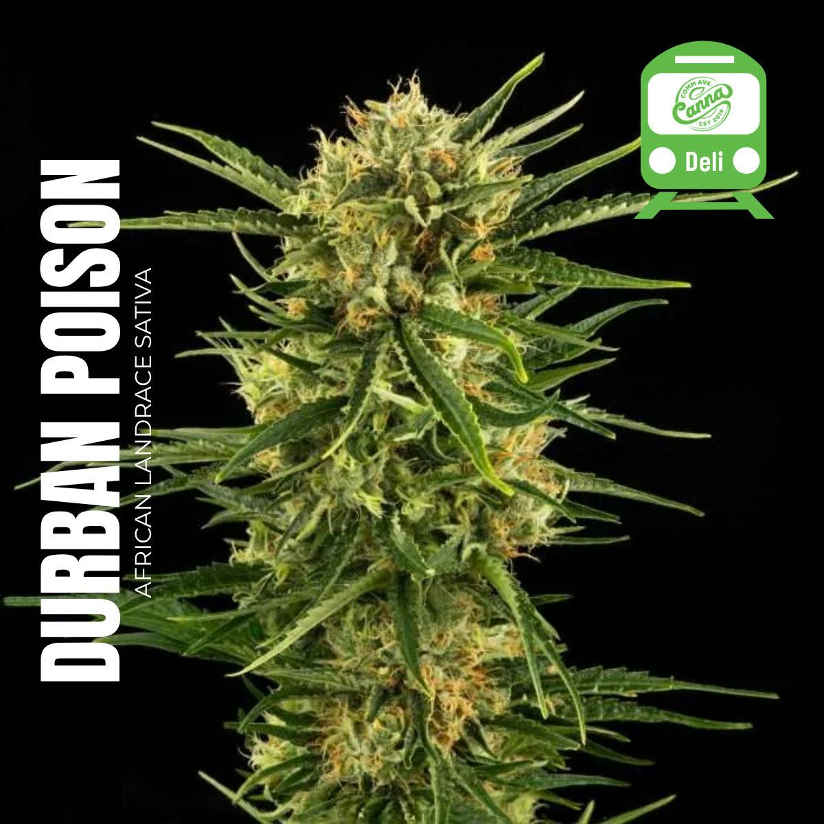 Durban Poison (Sativa) | Deli Flower