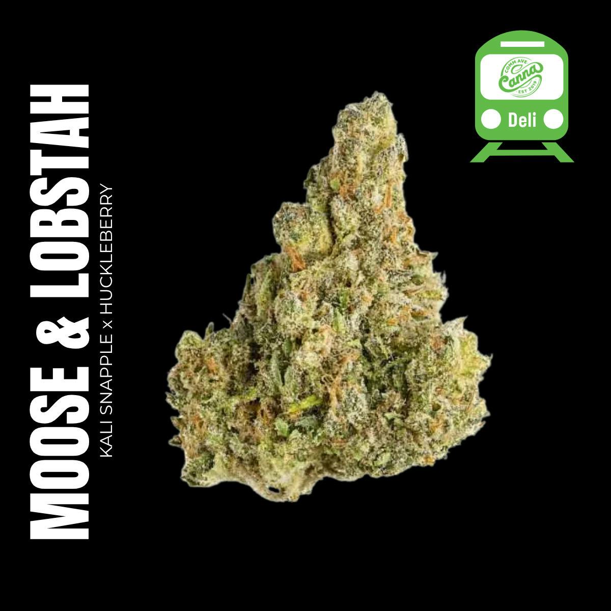 Moose & Lobsta (Sativa) | Deli Flower at Comm Ave Canna: Recreational Cannabis Dispensary, Boston - Brookline MA