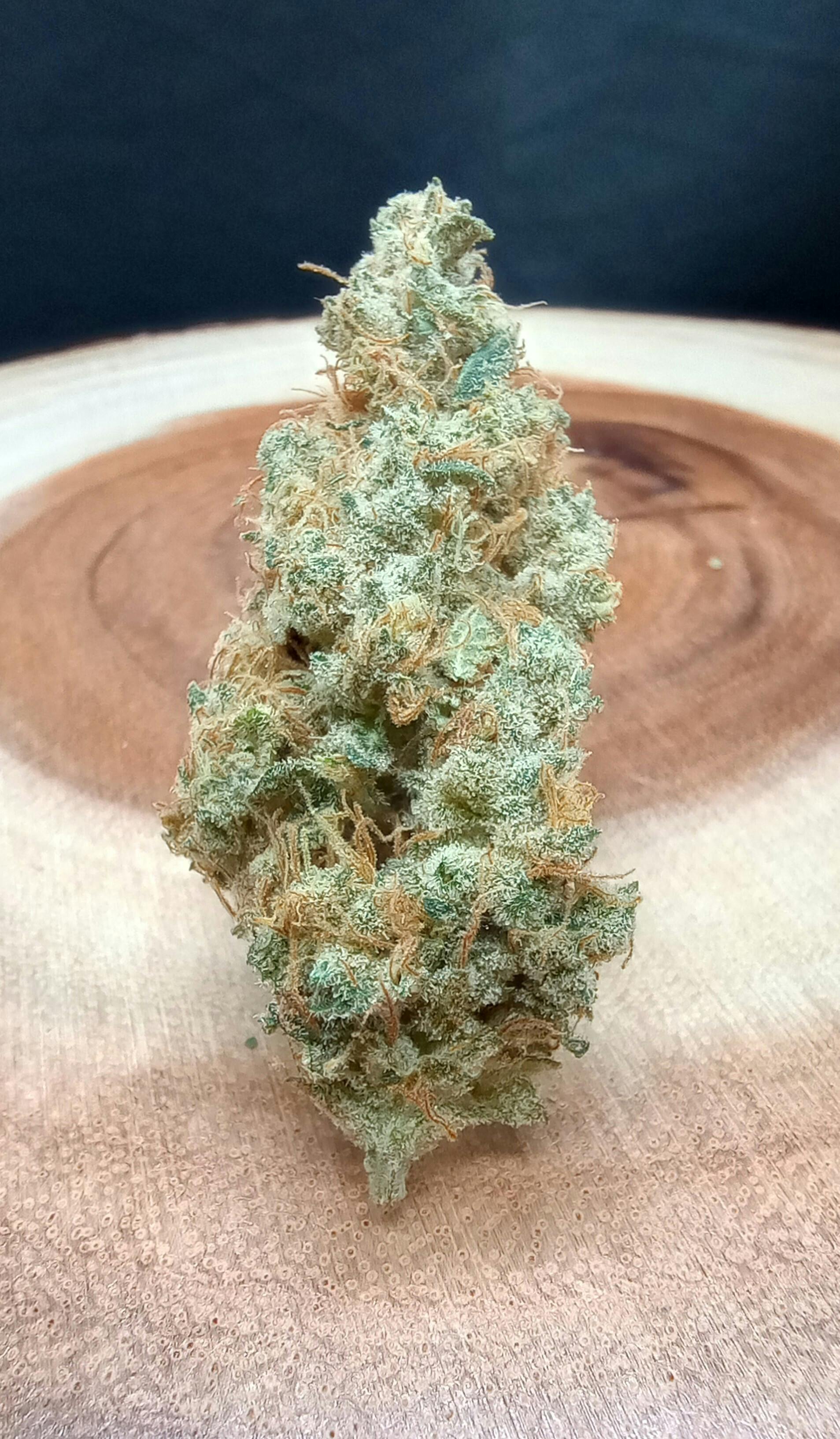 Gorilla Glue #4 at True North Dispensary