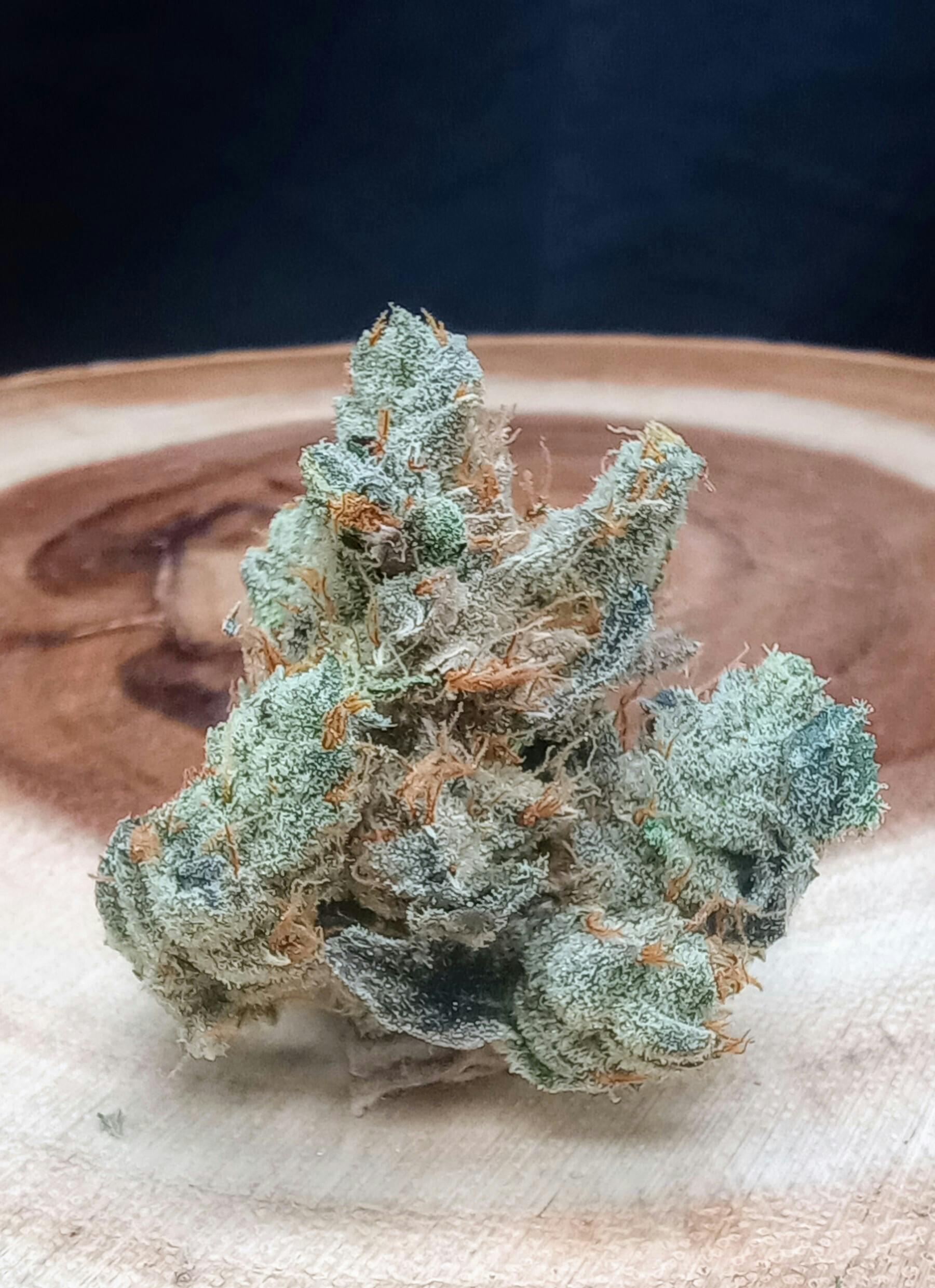 Sour Diesel x GMODD