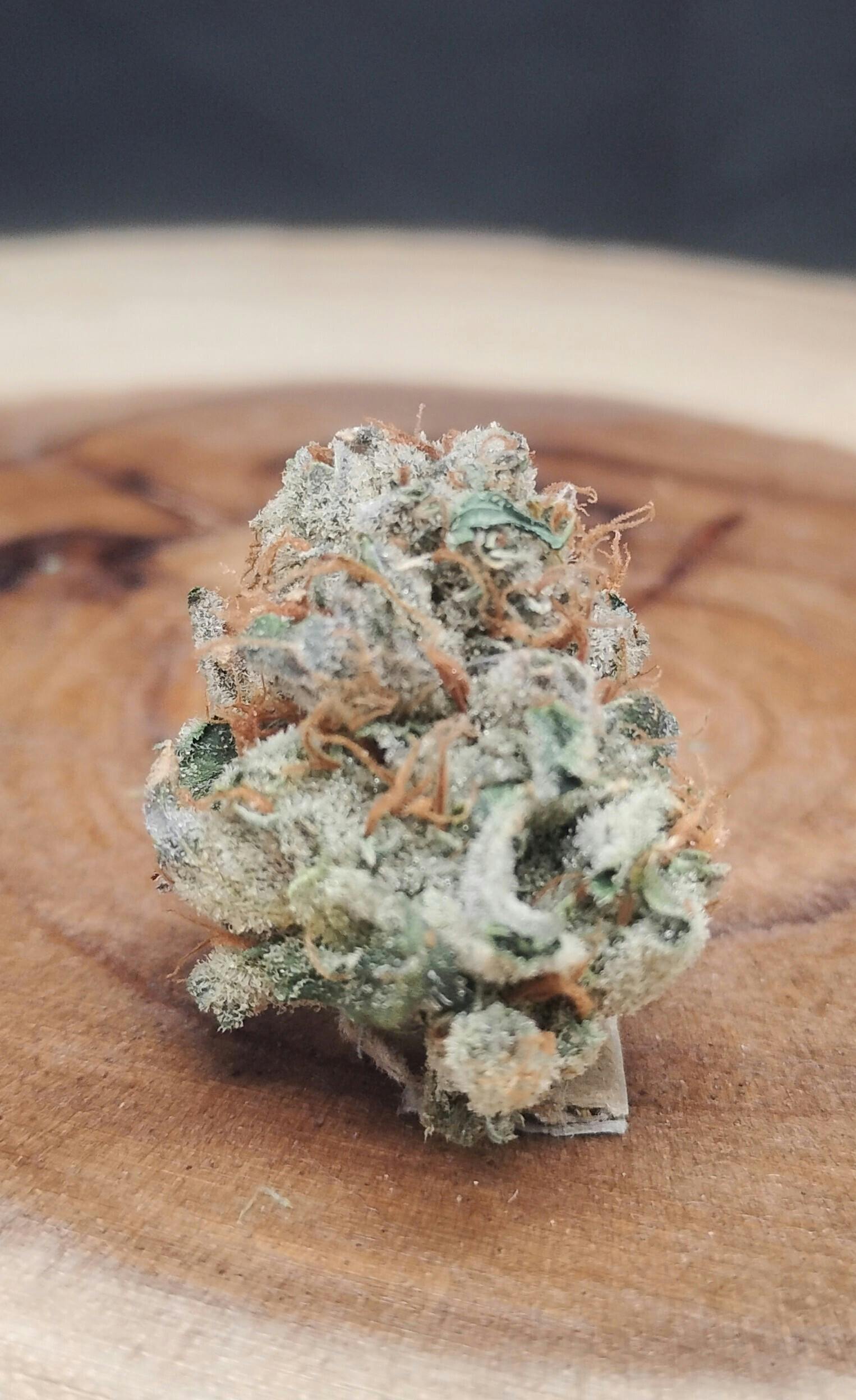 George Clinton at True North Dispensary