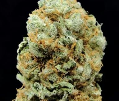 Honey Banana Deli Flower By Voodoo