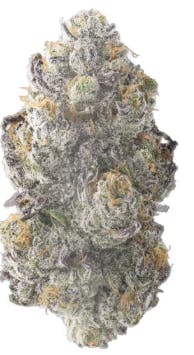 Shady Certz 7g (Pre Packaged Flower) By Chronic Crops