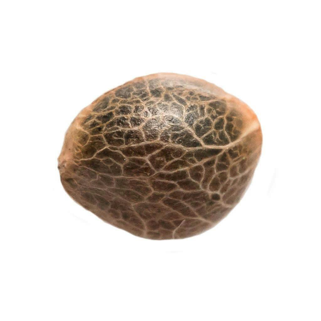 Garlic Cookies Seeds (Feminized) 5 Pack Seeds