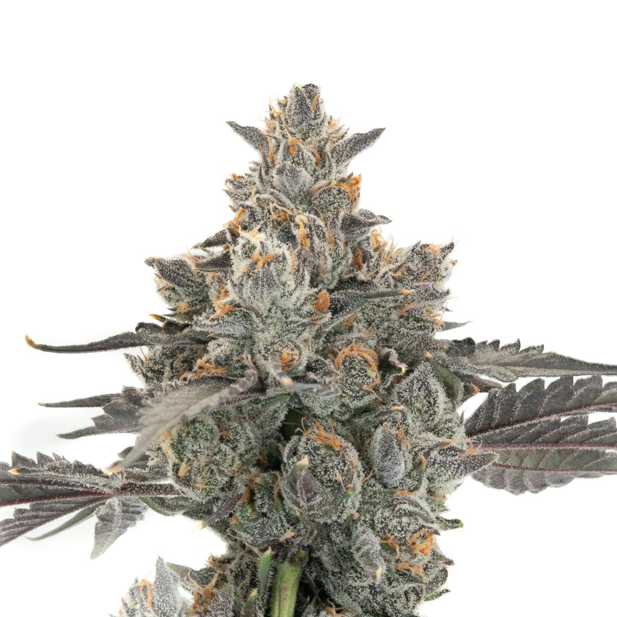 28G WHITE GUMMY