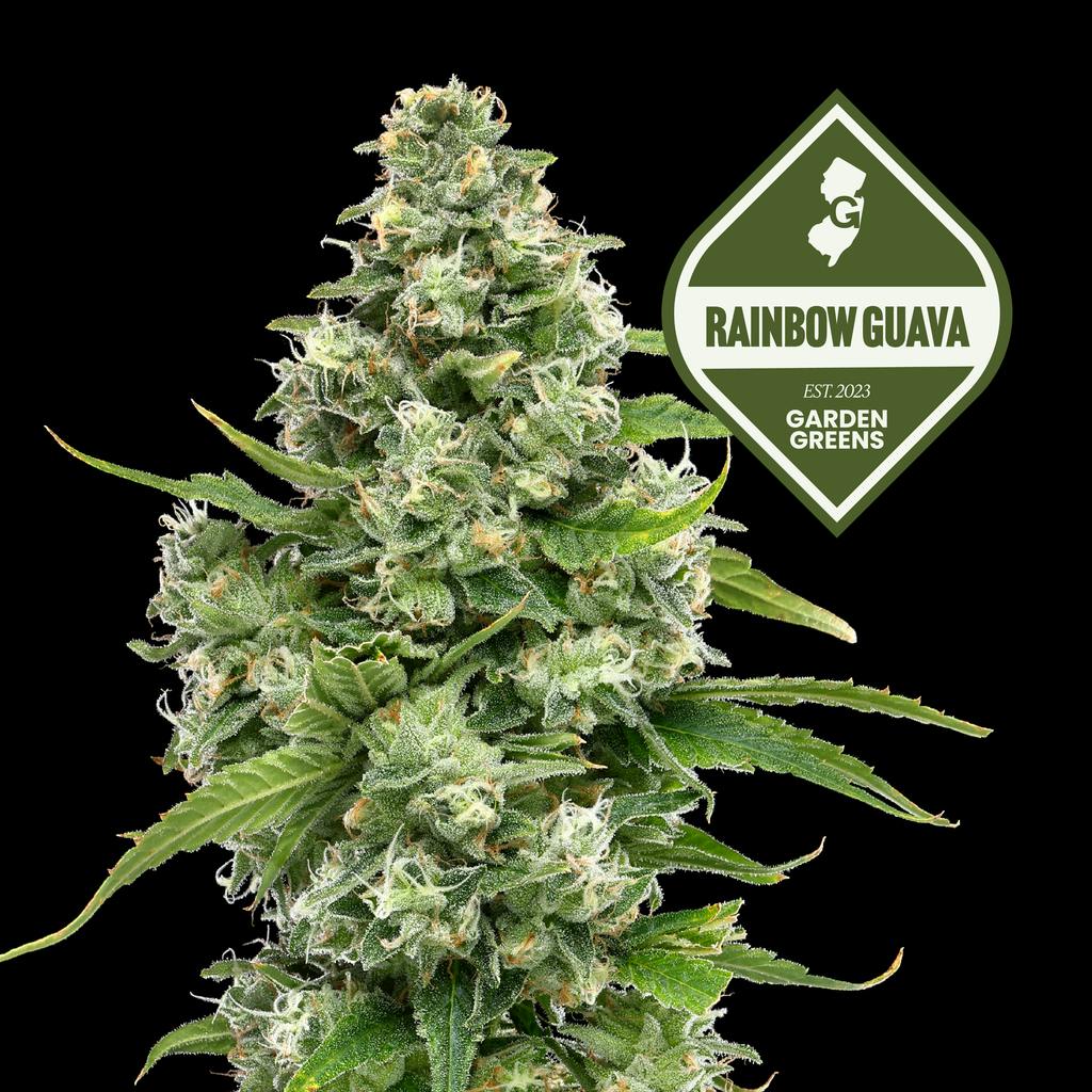 Garden Greens Rainbow Guava Big Bud 3.5g