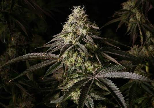 Taffy Twist