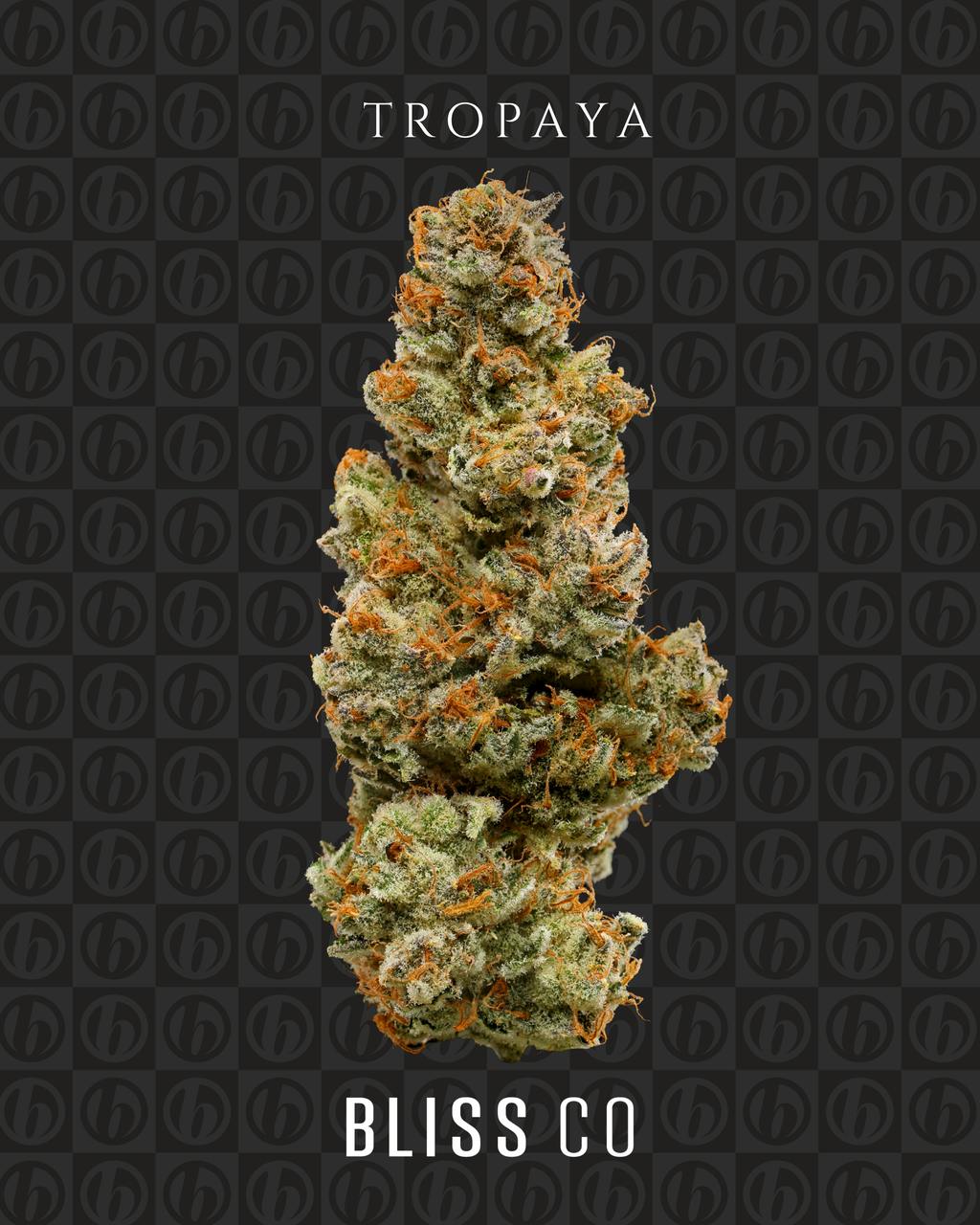 Bliss Co Tropaya Big Bud 3.5g
