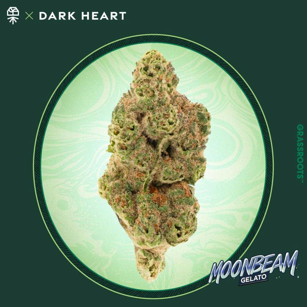 Grassroots Dark Heart Moonbeam Gelato Whole Flower 3.5g at Curaleaf Dispensary Ellsworth