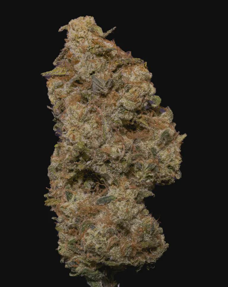 Billy Knuckles (Native Veteran) - 23.70% THC | 2.60% TERPS - IND DOM (3.5G)