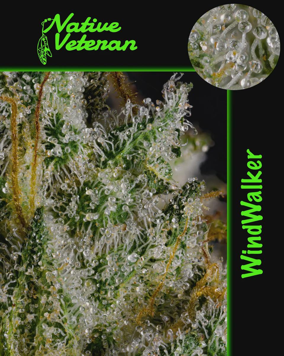 Wind Walker (Native Veteran) - 24.80% THC | 3.29% TERPS - SAT (28G)