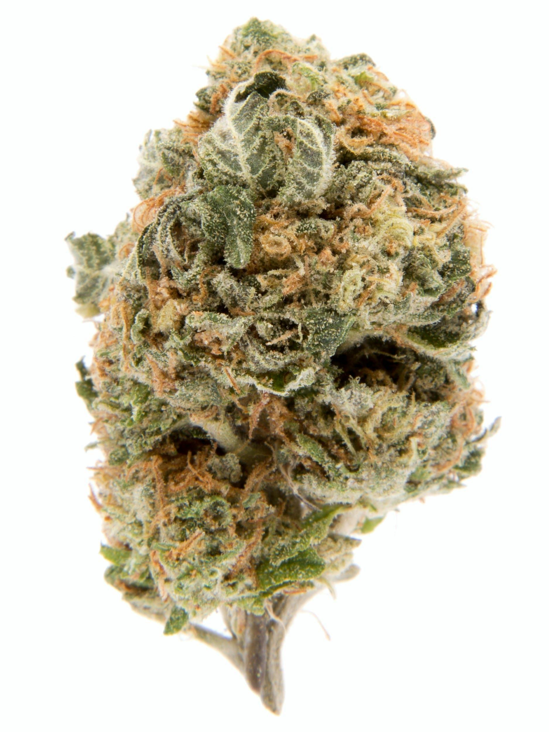 OREOZ - 4G