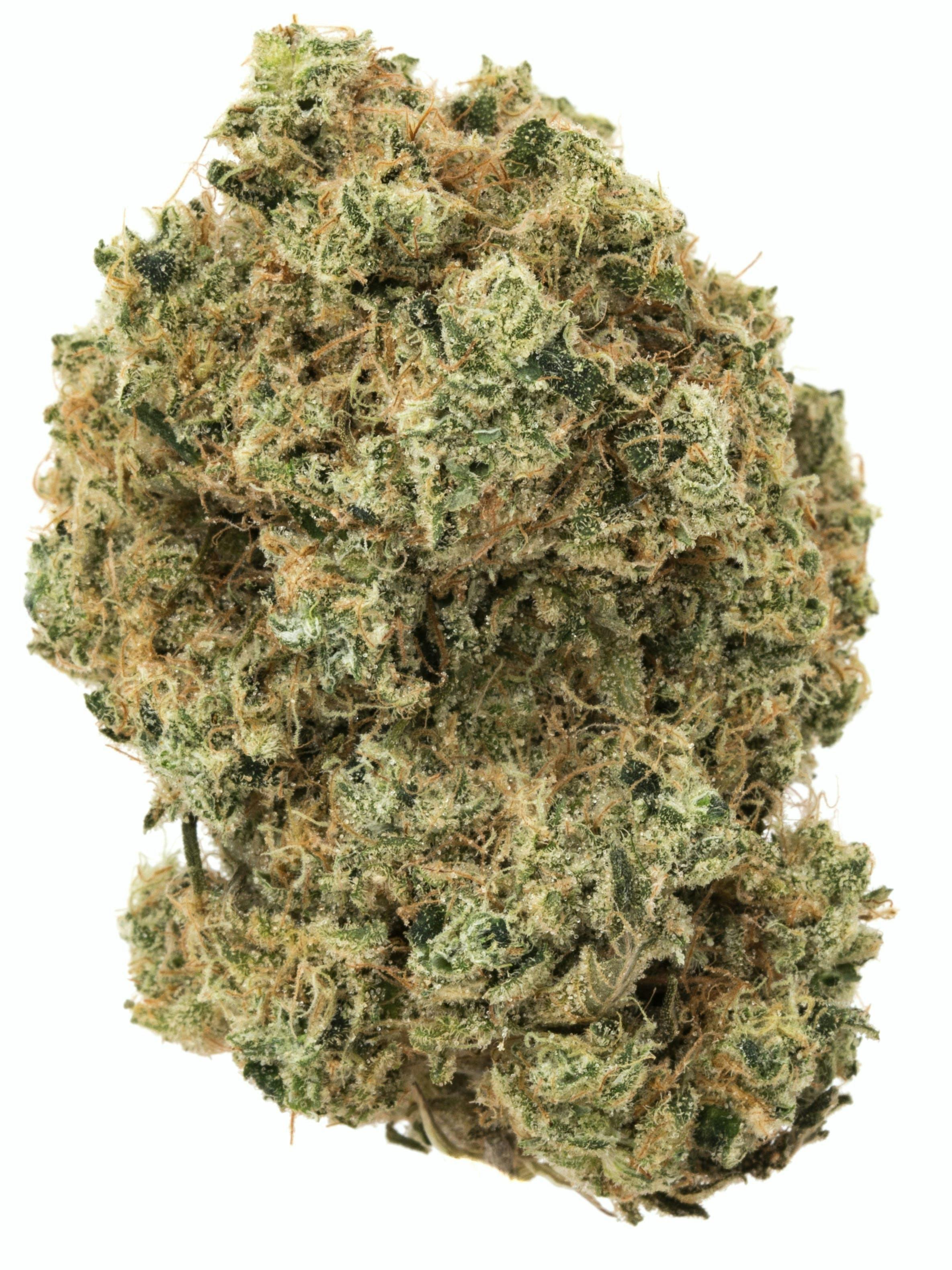(MED) SOLACE GROWN - NINJA BISCUITS