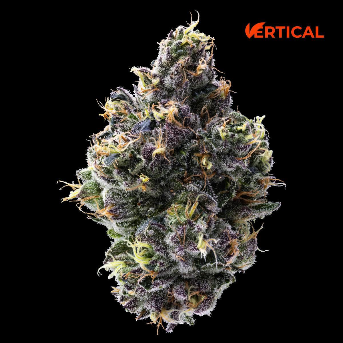 Gelato 33
