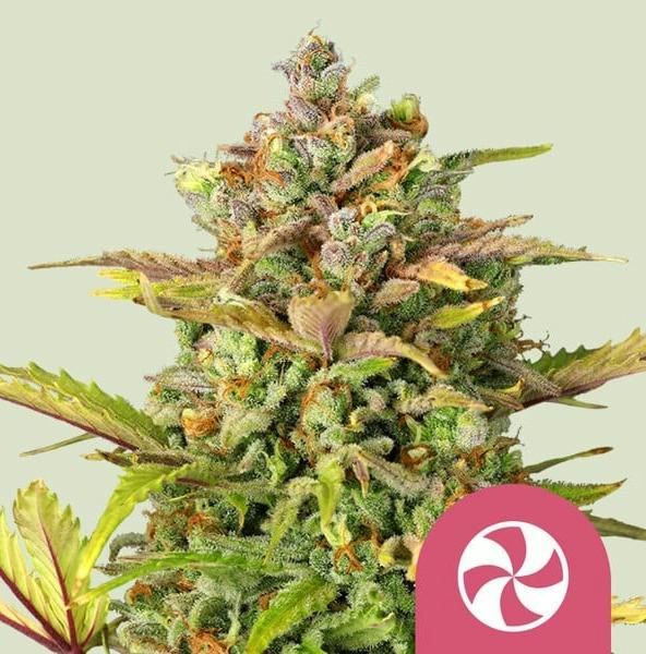 Sweet ZZ | 3pk Seeds