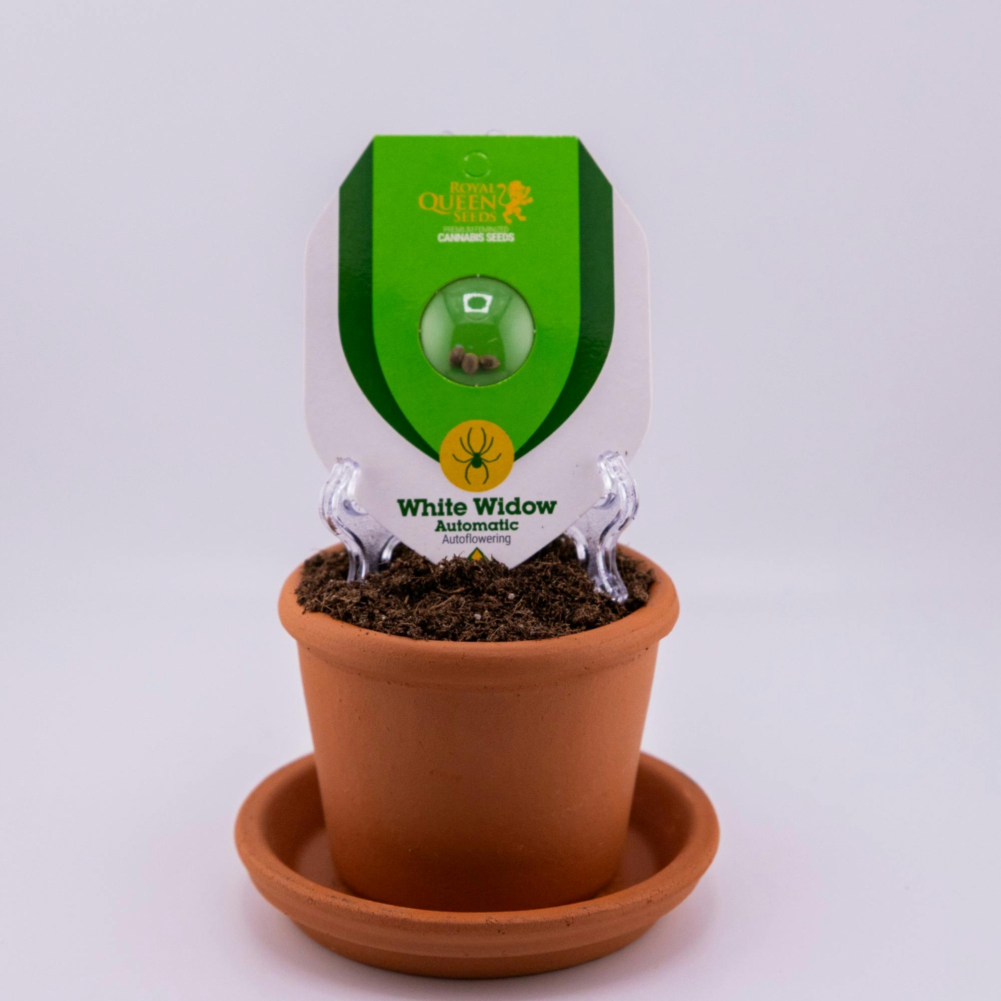 Wedding Cake Auto | 3pk Seeds