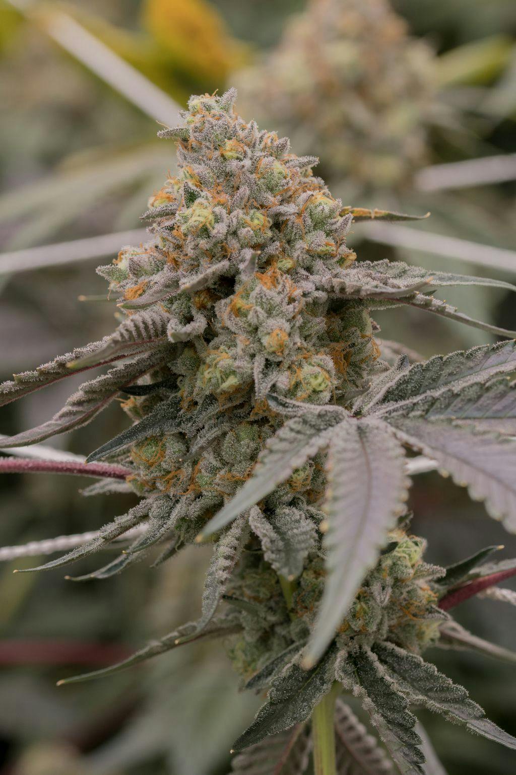 Sol Canna Dank Dough Whole Flower 14g