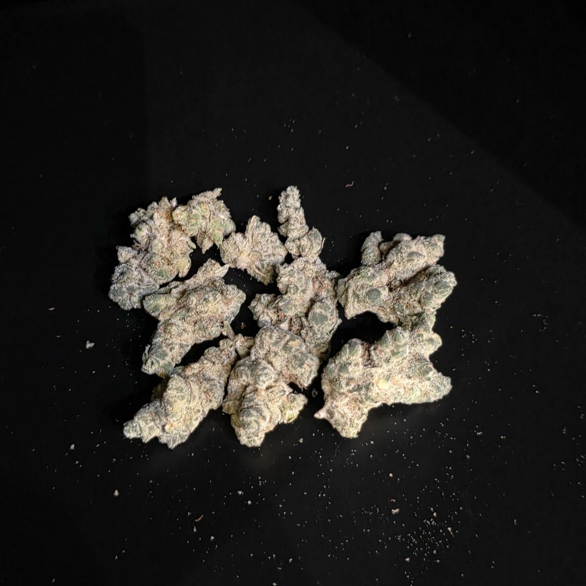 governmint oasis: Governmint Oasis ~