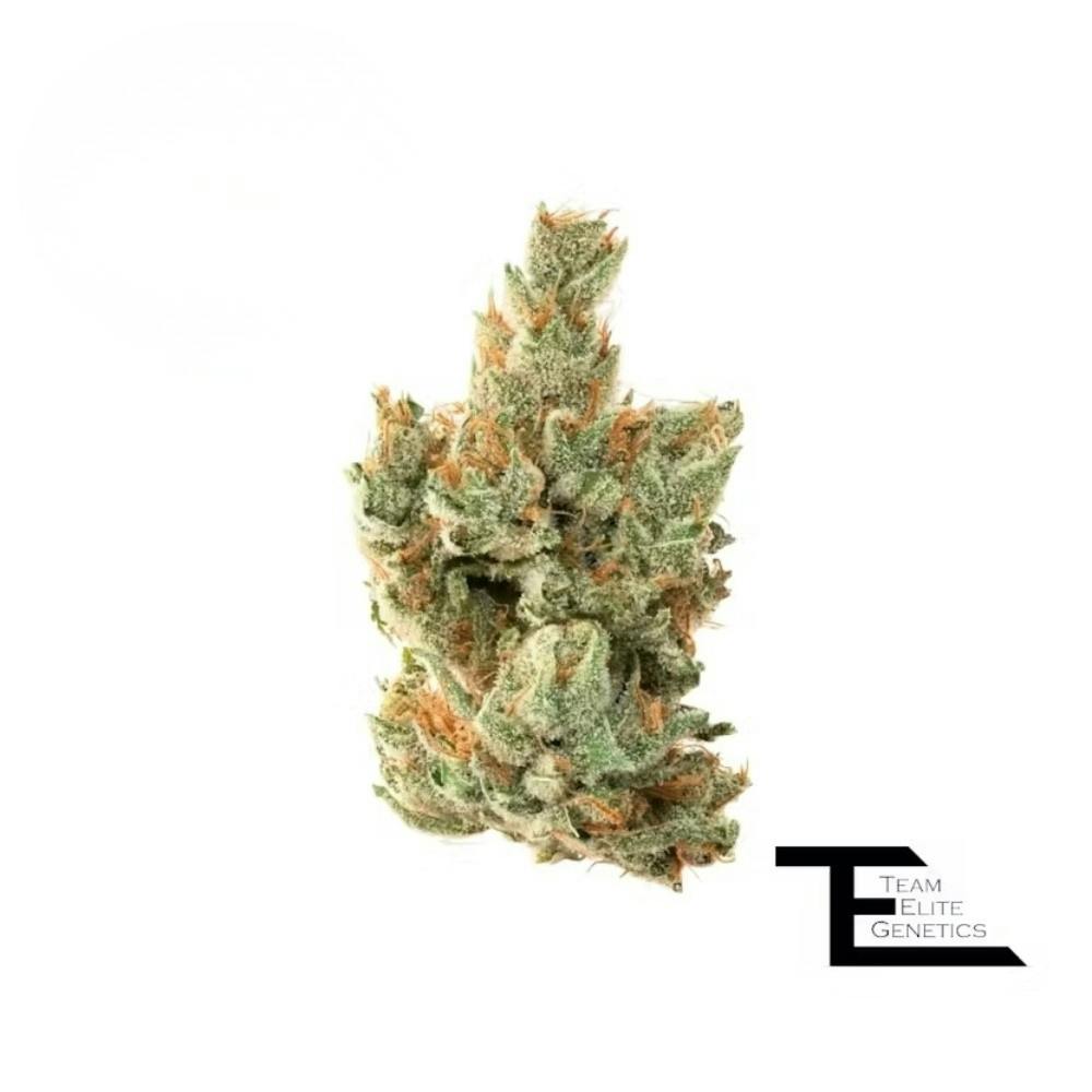Team Elite Rainbow — Guava