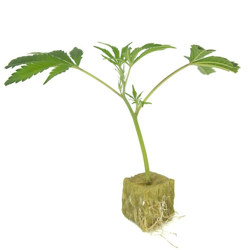 Harborside Farms Clone - Oreoz