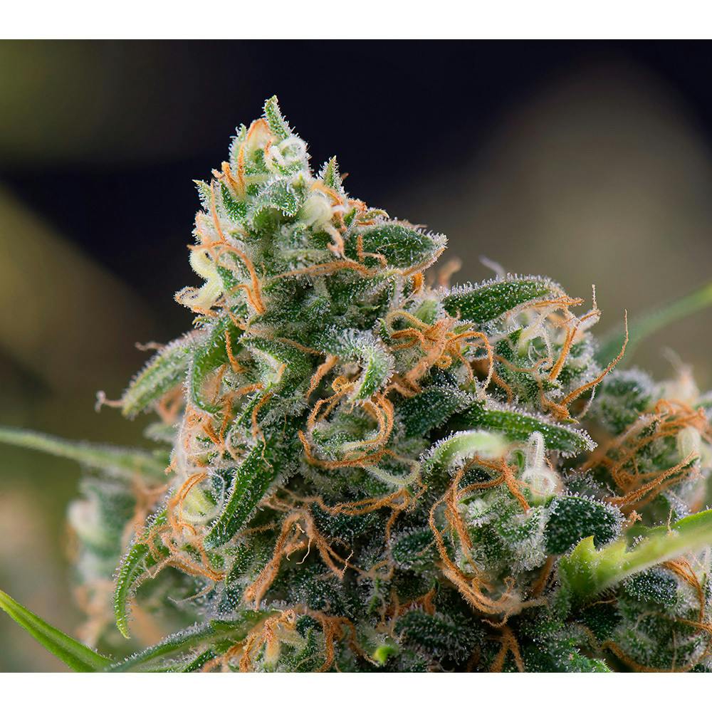 Panama Red - $35 7g Minis Bag