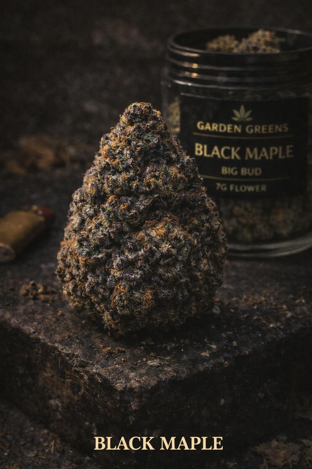 Black Maple Big Bud