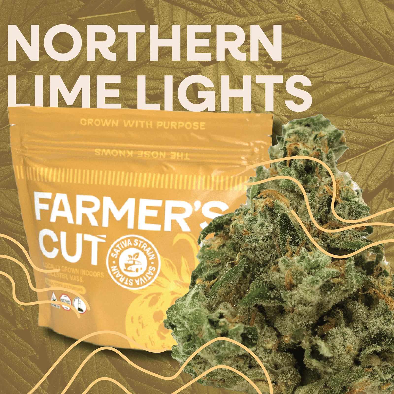 Northern Lime Lights | 7g Buds | Farmer's Cut
