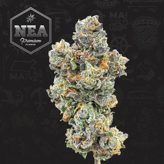Canal Street Runtz | 3.5g | Northeast Alternatives