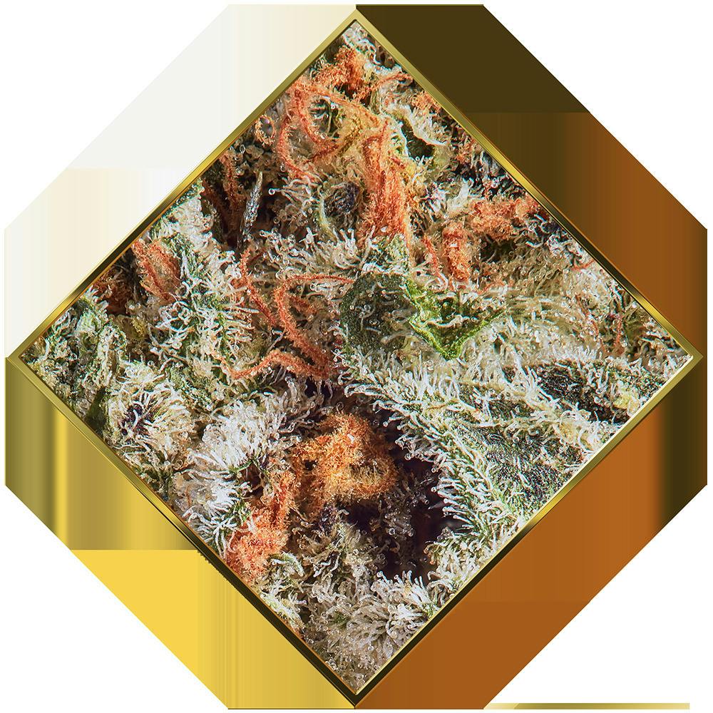Goldkine - Head Hunter Good Bulk Flower (H)