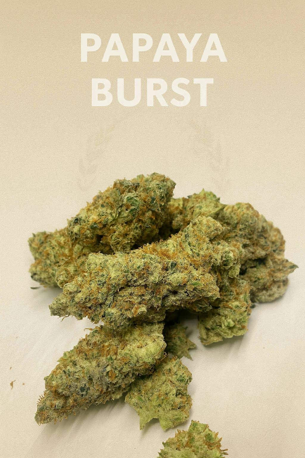 PrimoDank - Gak Spalsh Bulk Flower (H)