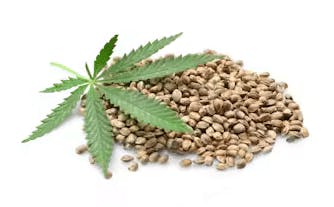 Heart Of Humboldt Variety Seeds