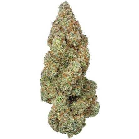 MOCA - Trainwreck: Mylar Bag