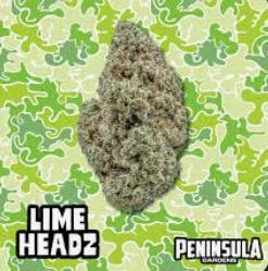 Peninsula Gardens | Lime Headz | Big Buds | 3.5g by Peninsula Gardens