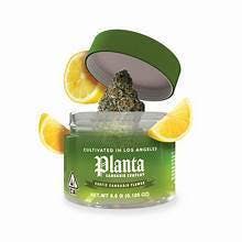 Planta Gelonade $50