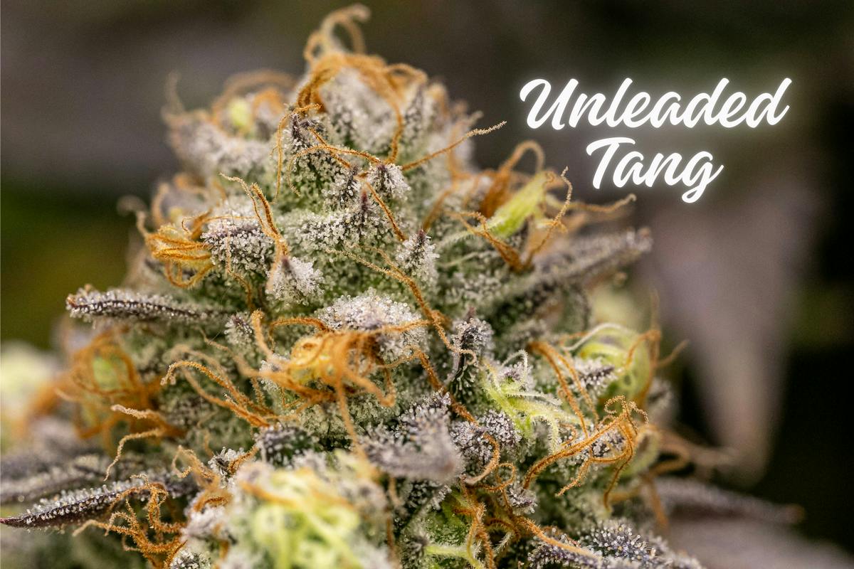 Unleaded Tang (Platinum Shelf) (Hybrid)