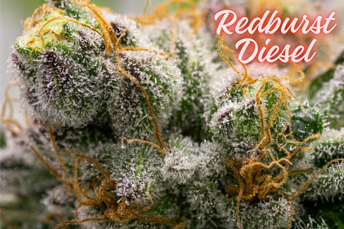 Redburst Diesel (Platinum Shelf) (Hybrid