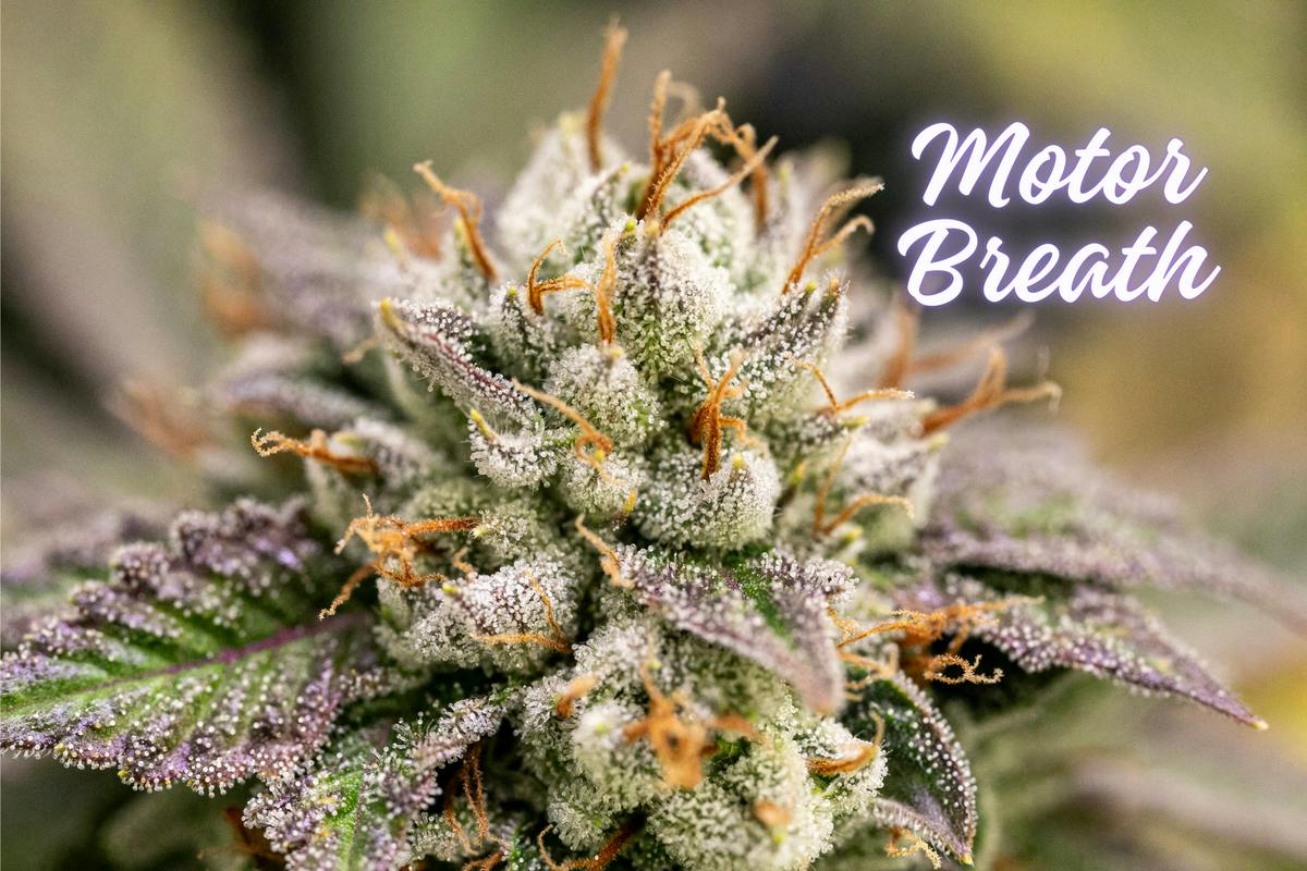 Motor Breath (Diamond Shelf) (Indica)