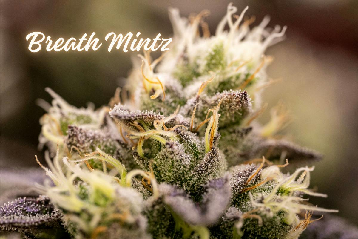 Breath Mintz (Gold Shelf) (Indica)