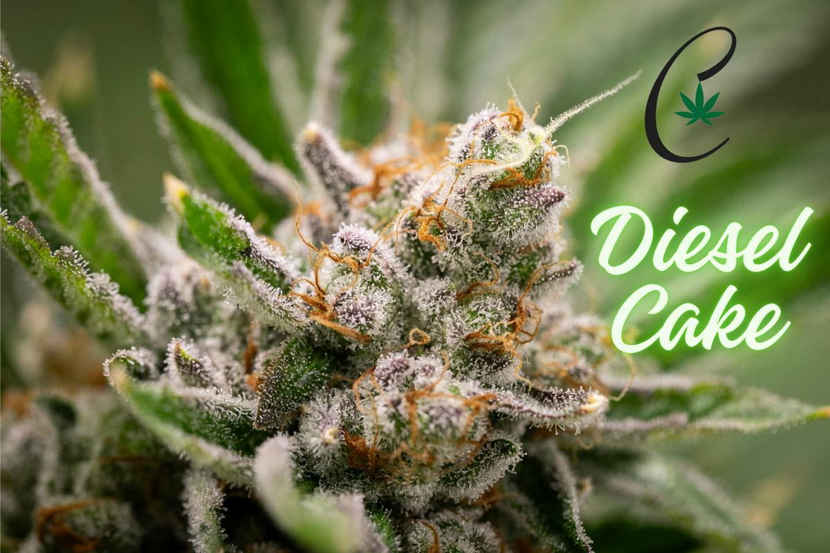 Diesel Cake (Gold Shelf) (Sativa)