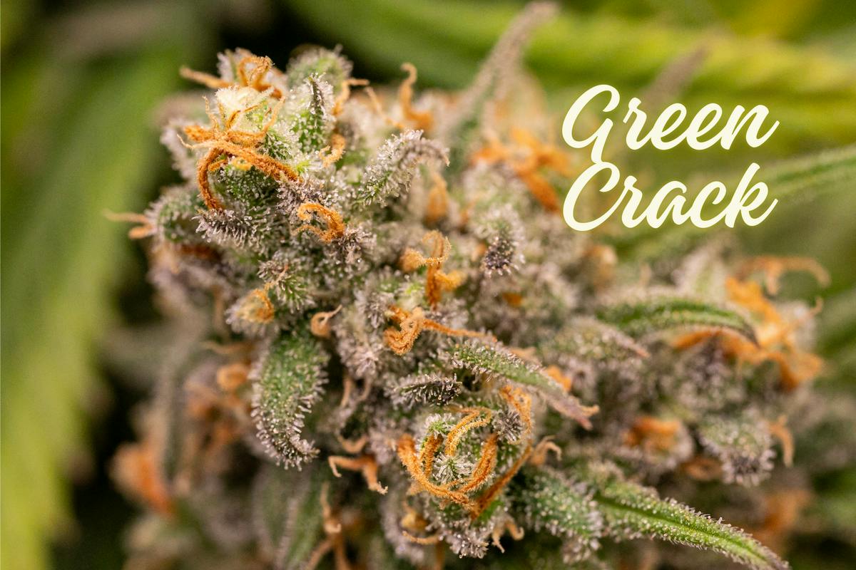 Green Crack (Gold Shelf) (Sativa)
