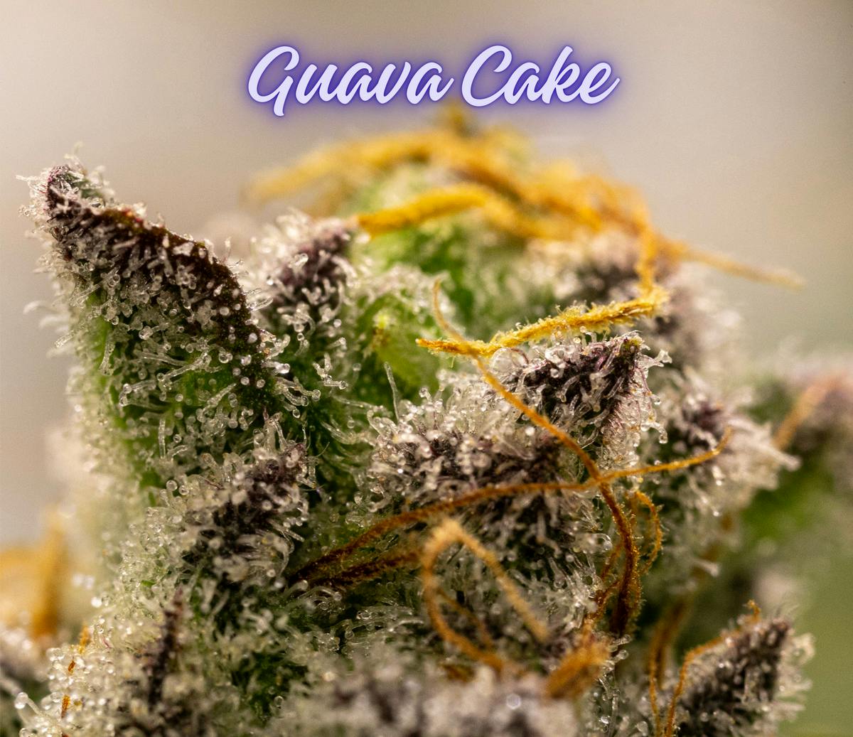 Guava Cake (Diamond Shelf) (Indica)