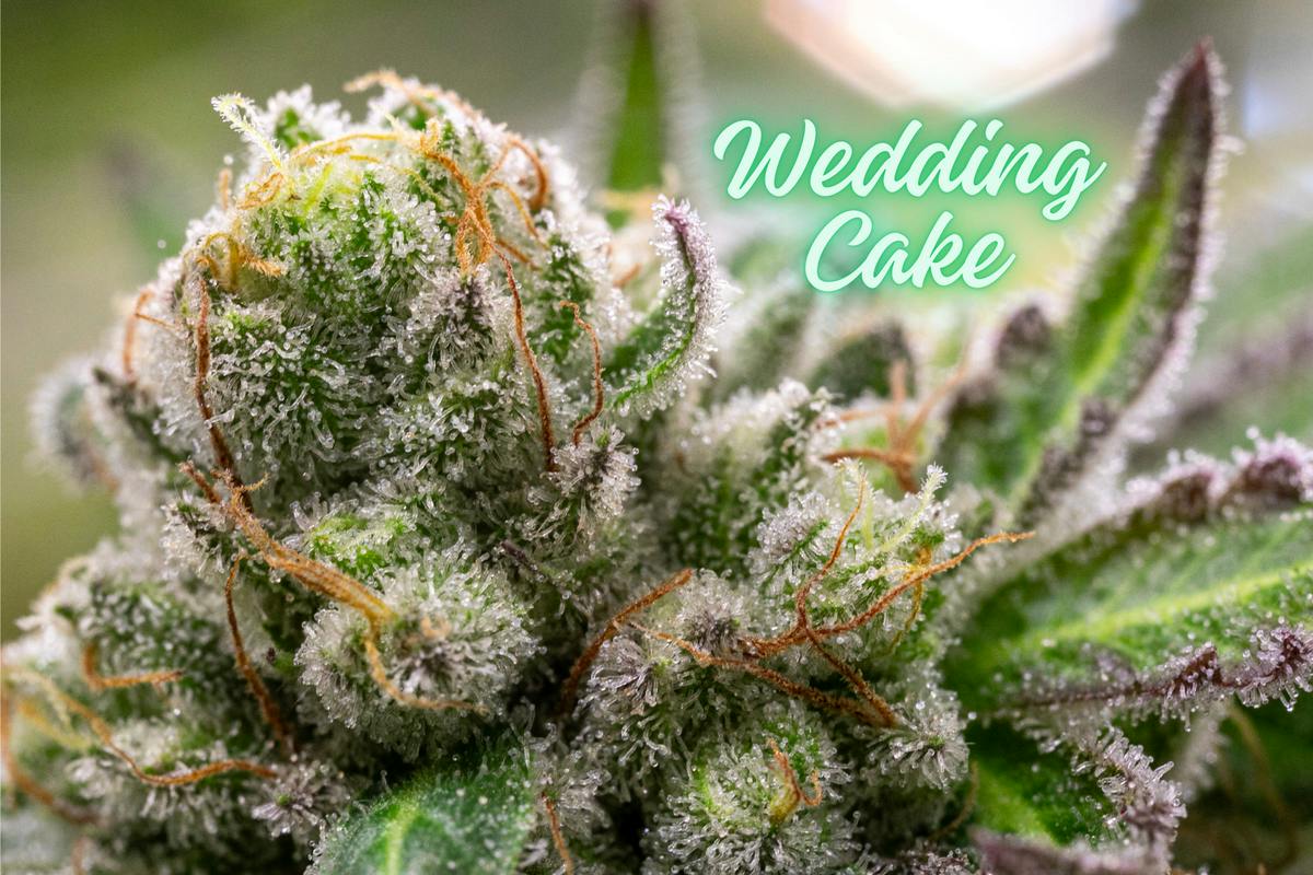 Wedding Cake (Platinum) (Indica)