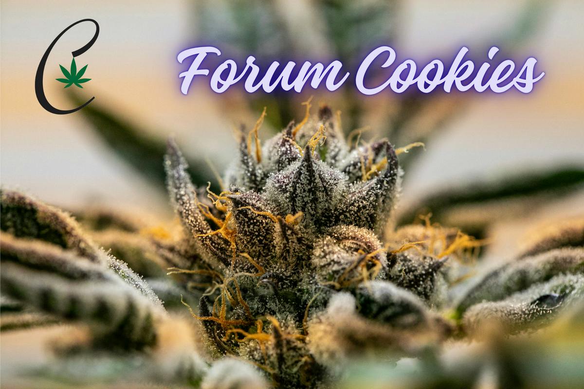 Forum Cookies (Diamond Shelf) (Hybrid)
